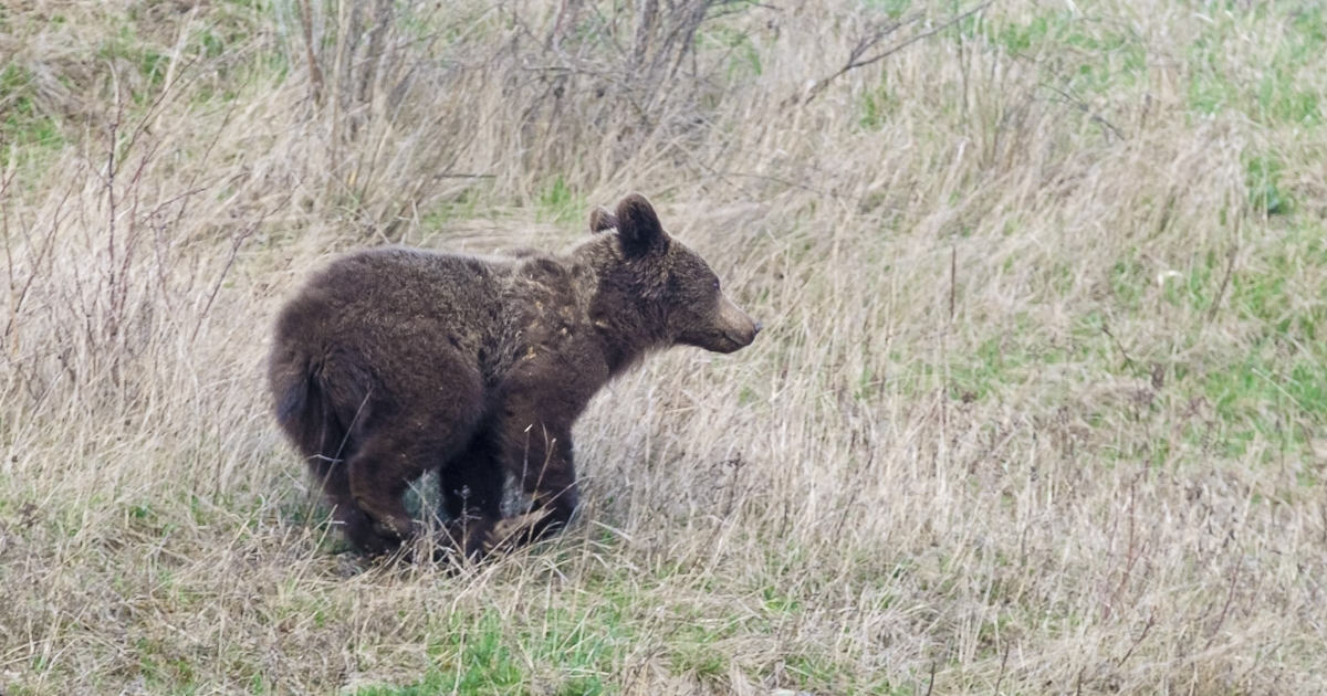 Brit állampolgár a nő, akire medve támadt; fotózni akarta az állatot
